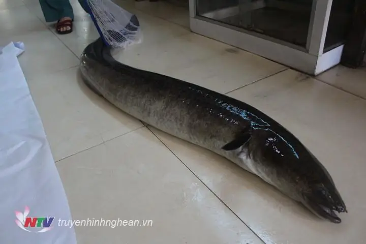 Cá Lệch Là Cá Gì? Đặc Điểm, Phân Bố và Giá Trị