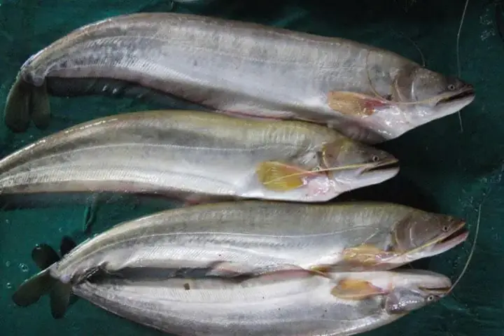 cá leo nước ngọt