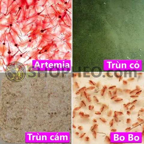 Loại thực đơn tươi sống – Thức ăn của cá lia thia yêu thích