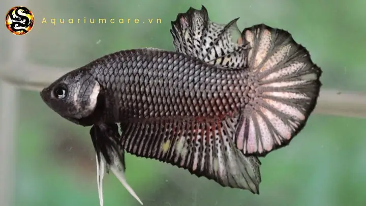 Thức ăn tự làm