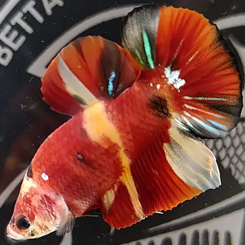 5. Cá lia thia Koi nemo galaxy Alistar
