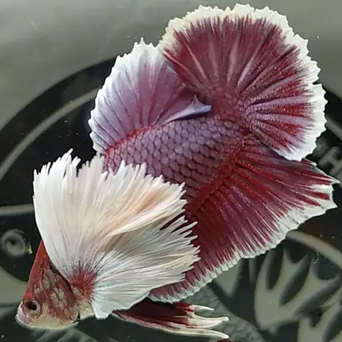 4. Cá lia thia Dumbo Lavender