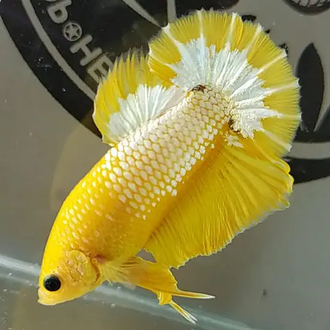 3. Cá lia thia Yellow Fancy Copper