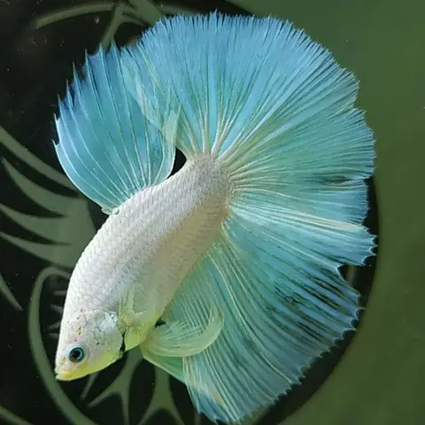 2. Cá lia thia Halfmoon Super White