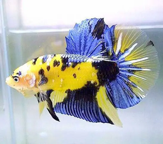 cá lia thia đồng