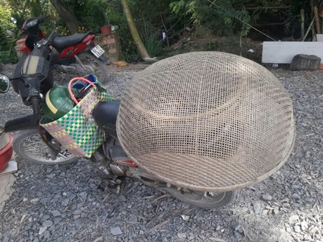 Cá Lia Thia Đồng Thái: Đặc Điểm, Cách Nuôi Và Chăm Sóc Đúng Chuẩn