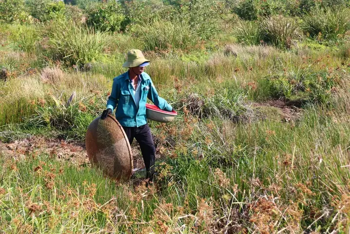 Cá Lia Thia Miền Trung: Đặc Điểm, Cách Nuôi Và Nét Văn Hóa