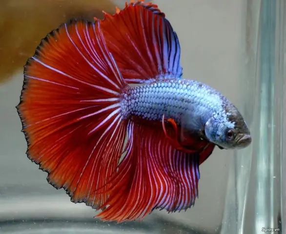 Giống cá lia thia phướng đỏ - Red Cap