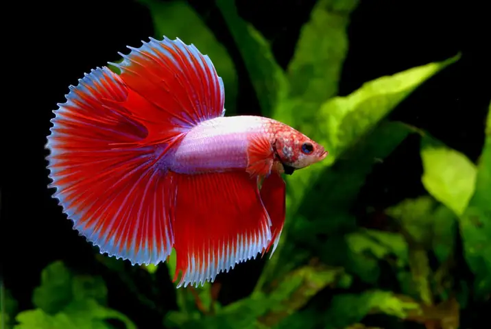 Những điều cần chú ý khi phối giống cá lia thia phướng