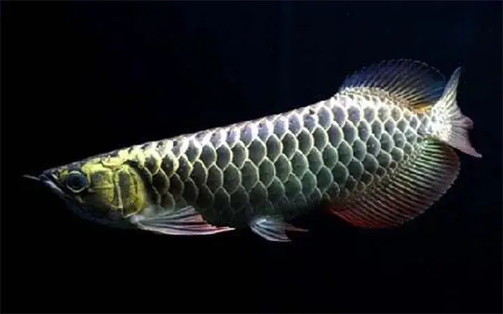 Đặc Điểm Và Cách Chăm Sóc Cá Lia Thia Rồng Đen Hoàn Hảo