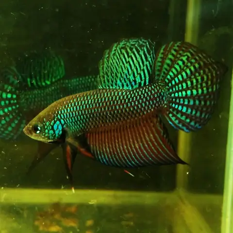 cá lia thia ruộng