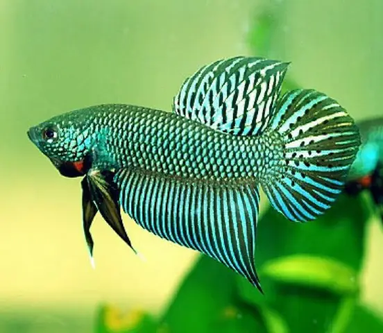 cá lia thia ruộng