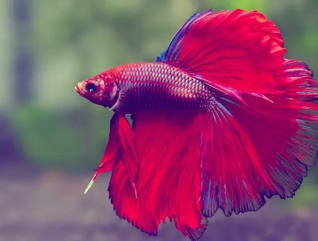 Tìm hiểu về **cá lia thia thái**: Đặc điểm và cách nuôi
