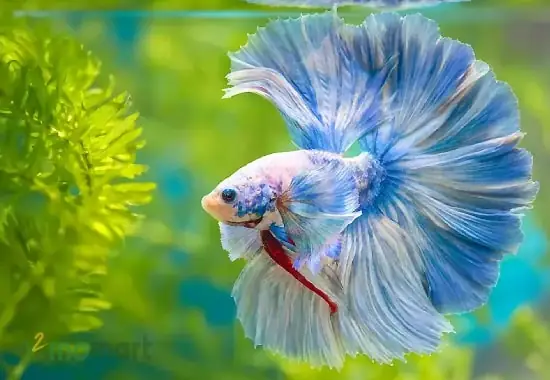 Tìm hiểu về **cá lia thia thái**: Đặc điểm và cách nuôi