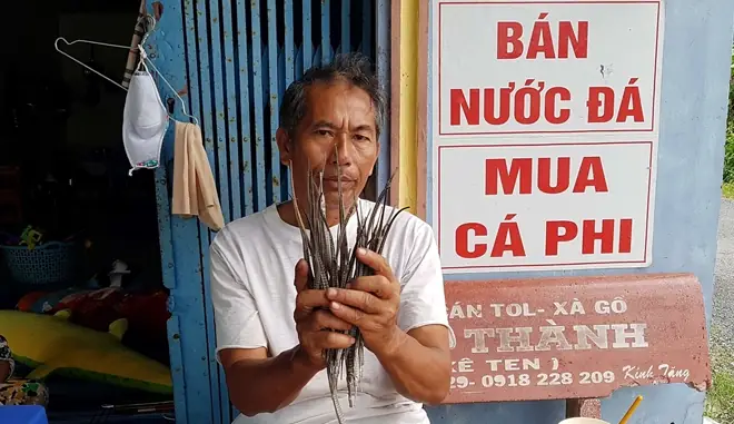 Cá Lìm Kìm Ngựa: Đặc Điểm, Cách Nuôi Và Chăm Sóc Đúng Cách