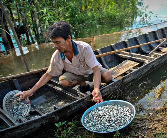 Cá Linh Tiếng Anh Là Gì? Giải Mã Tên Gọi Khoa Học & Phổ Biến