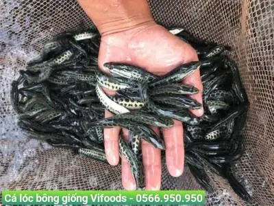 Cá Lóc Bông Giống Bán Ở Đâu? Hướng Dẫn Tìm Nguồn Uy Tín