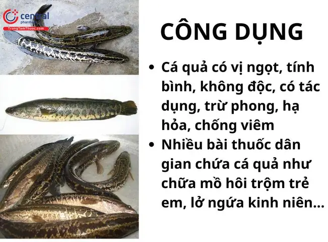 Cá Lóc Cá Quả: Phân Loại, Đặc Điểm Sinh Học và Giá Trị Toàn Diện