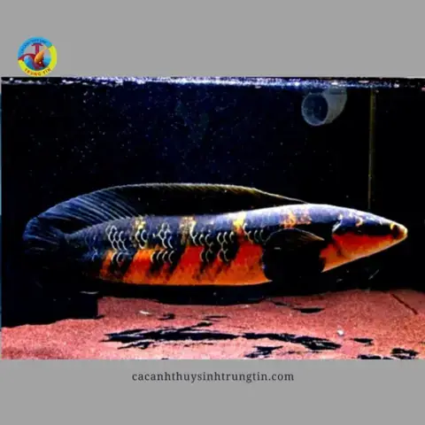 Top 7 Địa Chỉ Mua Cá Lóc Cảnh Hà Nội Đáng Tin Cậy