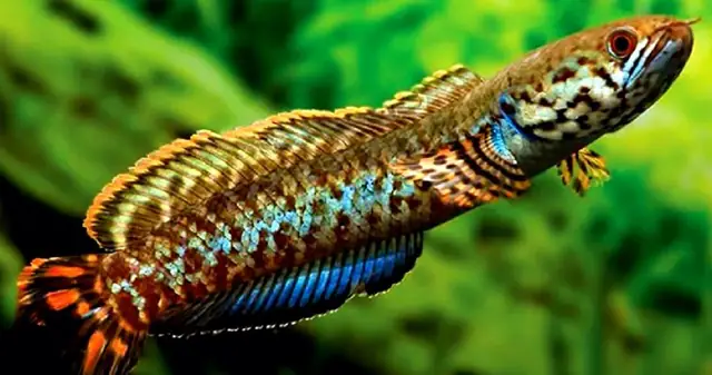 Nguồn gốc