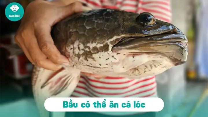 Bầu ăn cá lóc được không?