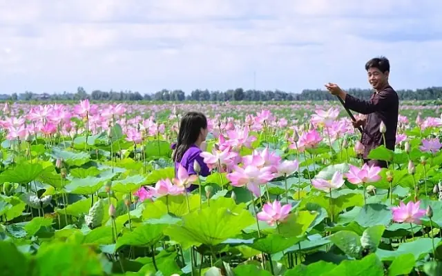 Cá Lóc Đầu Bông Sen: Đặc Điểm, Cách Nuôi và Chăm Sóc Hiệu Quả