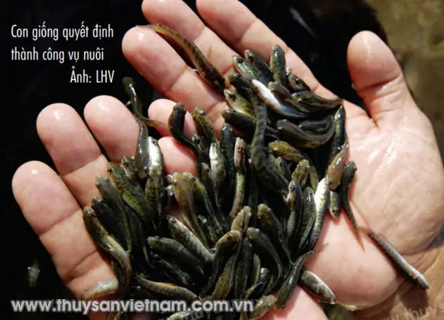 cá lóc đầu nhím