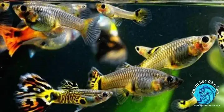 Cá Lóc Đẻ Trứng Hay Đẻ Con? Giải Đáp Chi Tiết Về Sinh Sản Của Cá Lóc