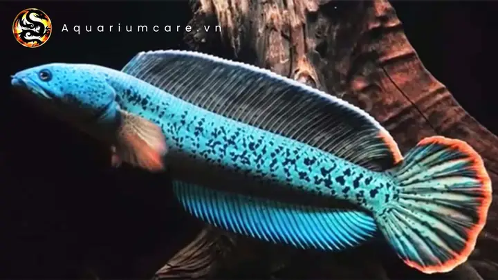 Cá Lóc Đuôi Đỏ: Đặc Điểm, Kỹ Thuật Nuôi và Giá Trị Kinh Tế