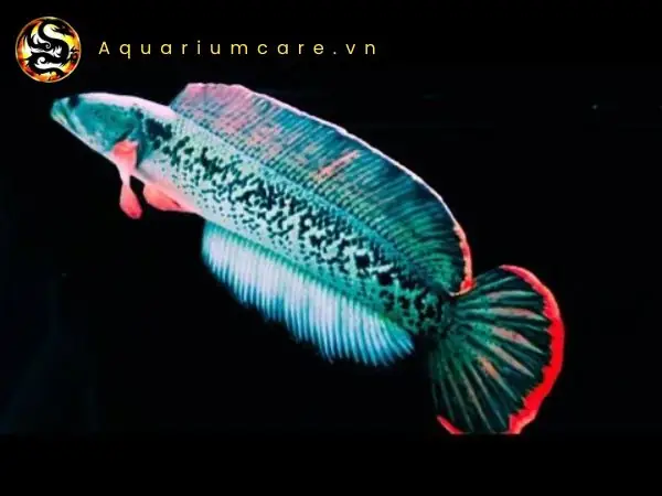 Cá Lóc Đuôi Đỏ: Đặc Điểm, Kỹ Thuật Nuôi và Giá Trị Kinh Tế