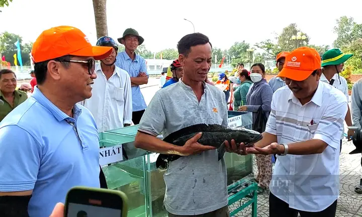 Giải Mã Sự Thật Về Cá Lóc Khổng Lồ: Kích Thước và Kỷ Lục