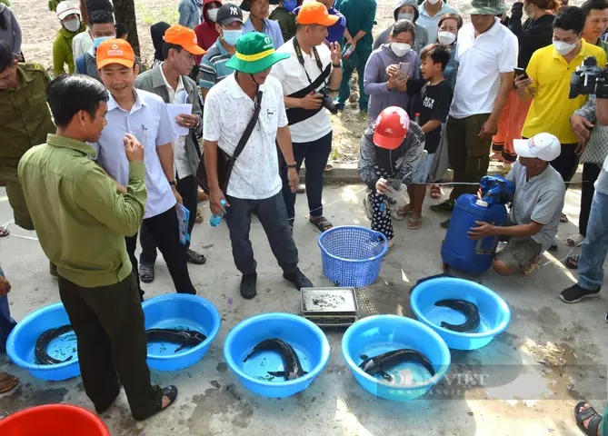 Giải Mã Sự Thật Về Cá Lóc Khổng Lồ: Kích Thước và Kỷ Lục