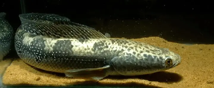cá lóc mắt bò