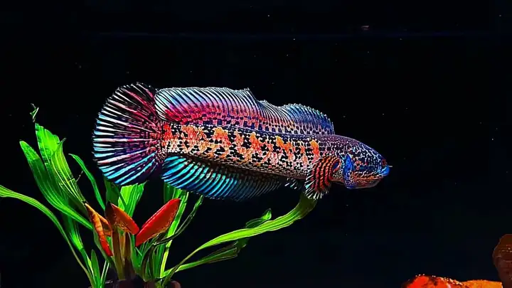 cá lóc nữ hoàng