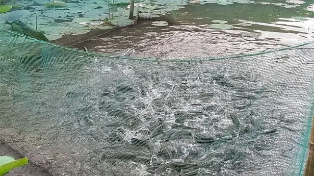Cá Lóc Nuôi Bao Lâu: Giải Đáp Thời Gian Và Yếu Tố Ảnh Hưởng