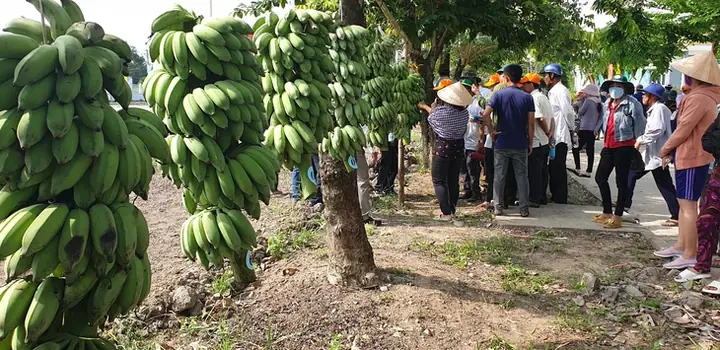 Cá Lóc Rừng U Minh: Đặc Điểm, Giá Trị & Cách Nhận Biết