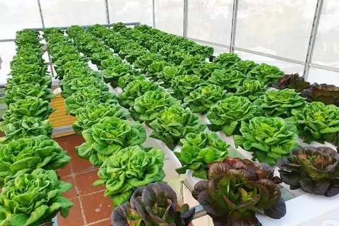 Cá Lóc Sống Ở Đâu? Môi Trường Tự Nhiên Và Đặc Điểm Phân Bố