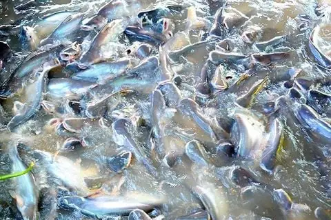 Cá Lóc Sống Ở Đâu? Môi Trường Tự Nhiên Và Đặc Điểm Phân Bố