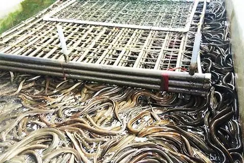 Cá Lóc Sống Ở Đâu? Môi Trường Tự Nhiên Và Đặc Điểm Phân Bố