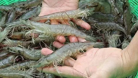 Cá Lóc Sống Ở Đâu? Môi Trường Tự Nhiên Và Đặc Điểm Phân Bố