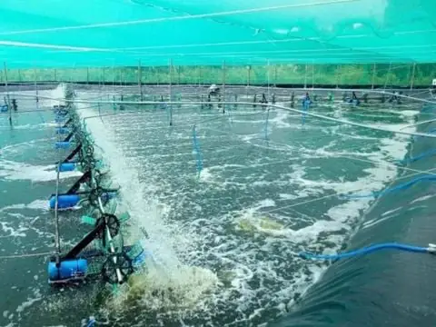 Cá Lóc Sống Ở Đâu? Môi Trường Tự Nhiên Và Đặc Điểm Phân Bố