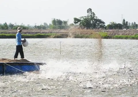 Cá Lóc Sống Ở Đâu? Môi Trường Tự Nhiên Và Đặc Điểm Phân Bố