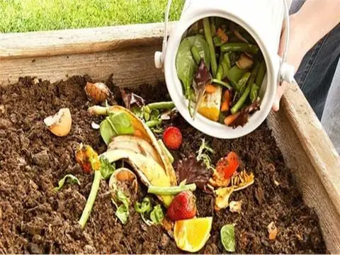 Cá Lóc Sống Ở Đâu? Môi Trường Tự Nhiên Và Đặc Điểm Phân Bố
