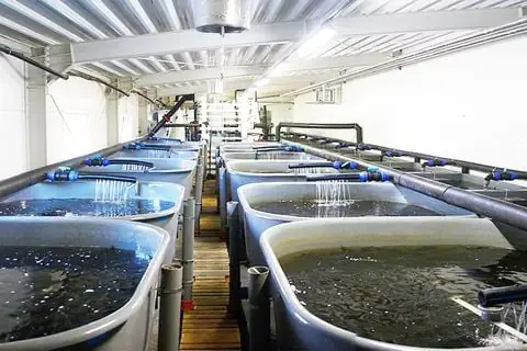 Cá Lóc Sống Ở Đâu? Môi Trường Tự Nhiên Và Đặc Điểm Phân Bố