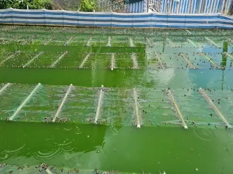 Cá Lóc Sống Ở Đâu? Môi Trường Tự Nhiên Và Đặc Điểm Phân Bố