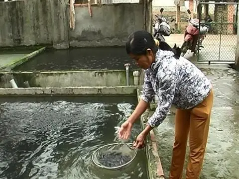 Cá Lóc Sống Ở Đâu? Môi Trường Tự Nhiên Và Đặc Điểm Phân Bố