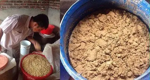 Cá Lóc Sống Ở Đâu? Môi Trường Tự Nhiên Và Đặc Điểm Phân Bố