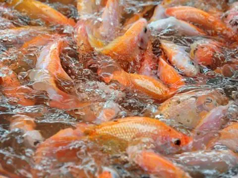 Cá Lóc Sống Ở Đâu? Môi Trường Tự Nhiên Và Đặc Điểm Phân Bố