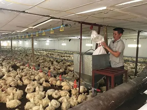Cá Lóc Sống Ở Đâu? Môi Trường Tự Nhiên Và Đặc Điểm Phân Bố