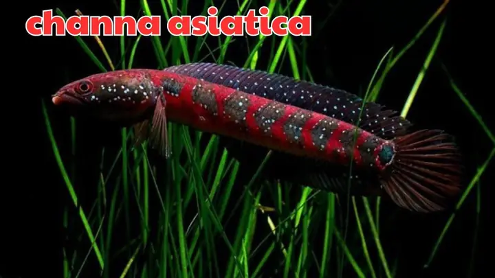 Giới thiệu về Cá Lóc Trân Châu Đỏ